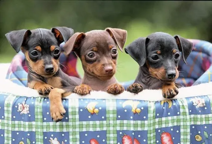 Baby Pinscher/Pincher saudável com pelagem densa e ótima genética dócil