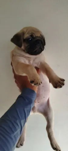 Filhote de Pug