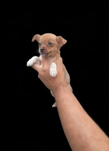 Pinscher macho cheio de charme e energia 