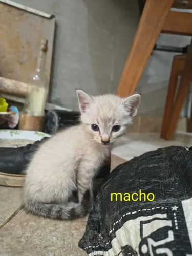 Gato pra adoção responsável