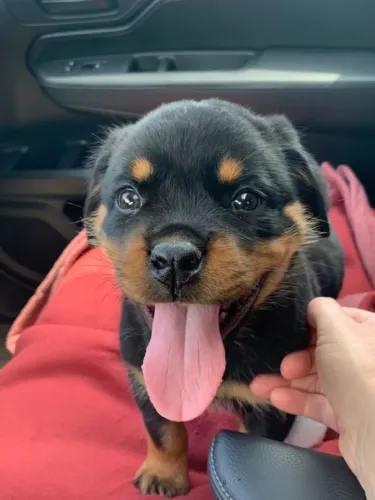 Rottweiler Difícil Encontrar Um Companheiro Assim