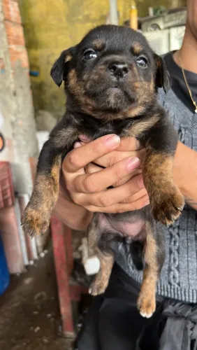 Rottweiler