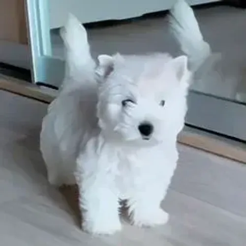 West Terrier Filhote Branco Muito Amoroso