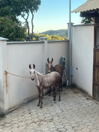 Futuras mulas de patrão!!!