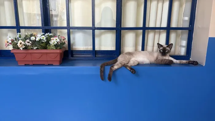 Gata Margarida está procurando uma família