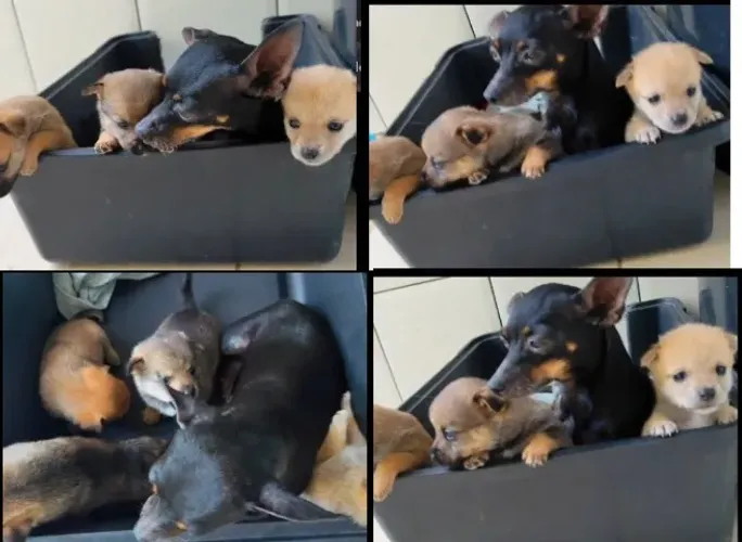 pinscher x chihuahua Respondo pelo 9.9751.6491