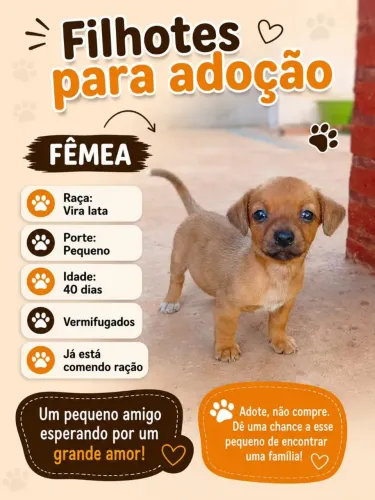 Doação de cachorro
