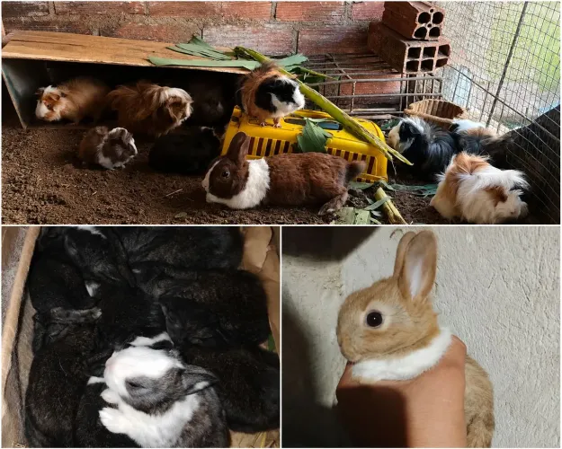 Porquinho da Índia peruano legítimos peludos, coelho Mine e comum e roteadores