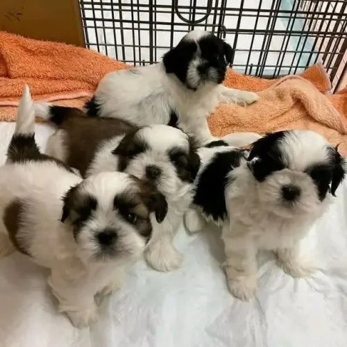 Filhotes de Shih Tzu | Seu companheiro ideal está aqui
