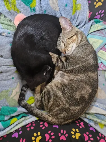 Doação gatinhos machos 3 meses