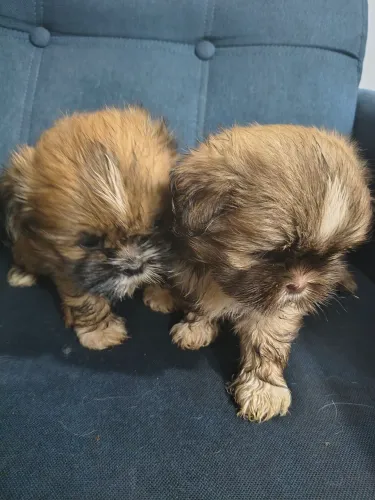 Cachorro Shitzu