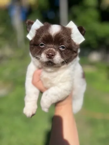 Chihuahua macho Pelagem Longa 