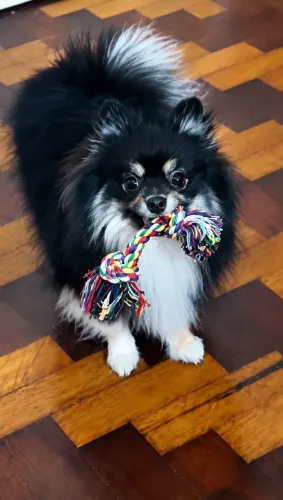 Spitz Alemão Anão - Lulu da Pomerânia Raposinha Anão