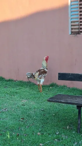 Frangos para galo