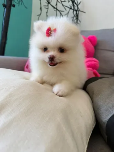 Belíssimos filhotes de Lulu da Pomerânia anão com pedigree cbkc