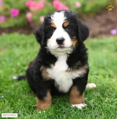 Seu Novo Gigante Gentil Filhote de Bernese Mountain Dog