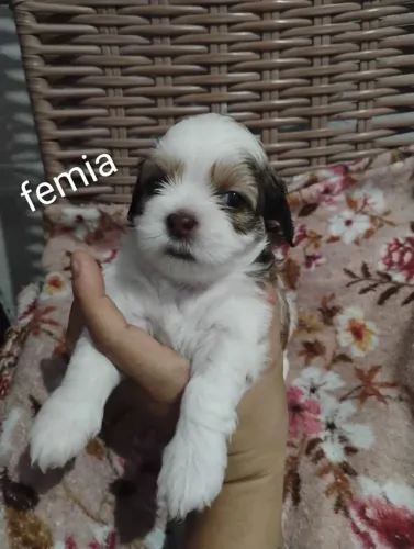 Tenho filhote de shih Tzu fêmea e macho lindos 