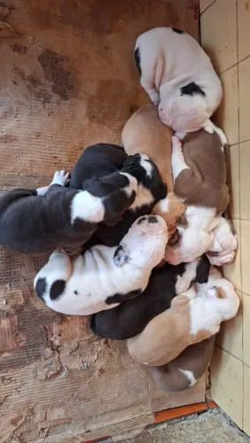 Filhotes de Pitbull e Pit Monster de Excelente Linhagem