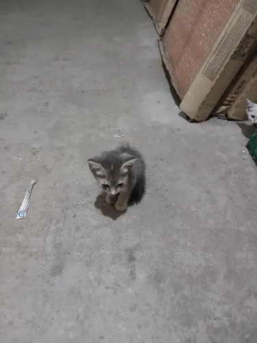 Gatinhos siamês