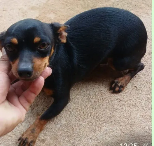 cachorro pincher