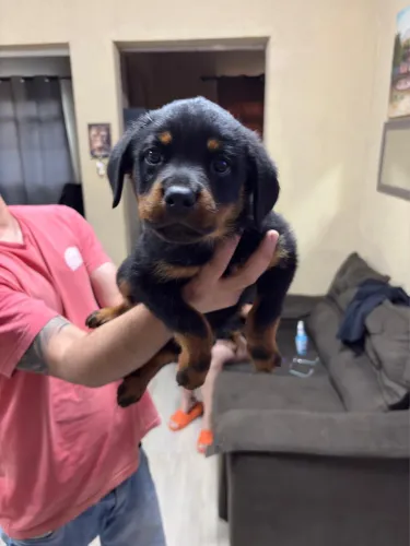 Rottweiler