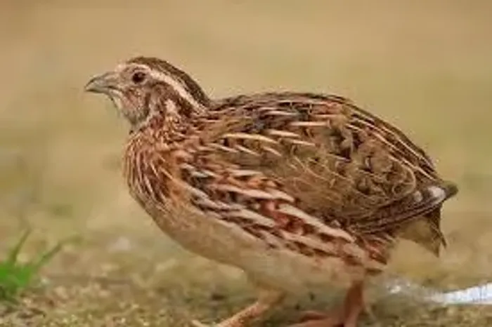 codorna japonica macho