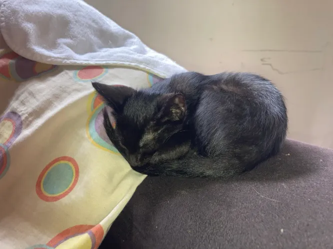 Gatinha para adoção 