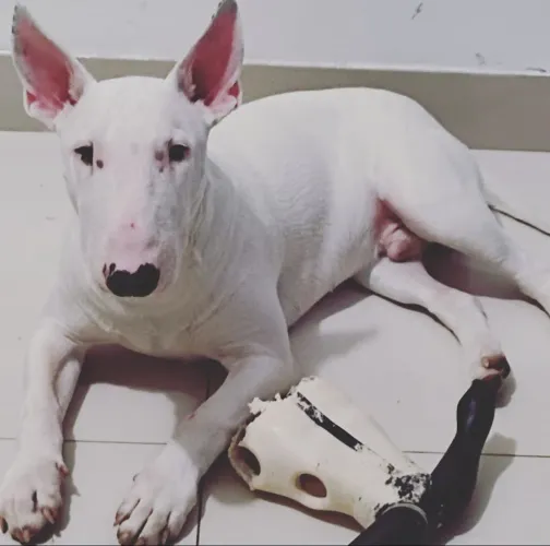 BULL TERRIER MACHO