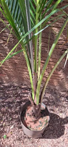 Coco anão 1,5 a 2M formado 