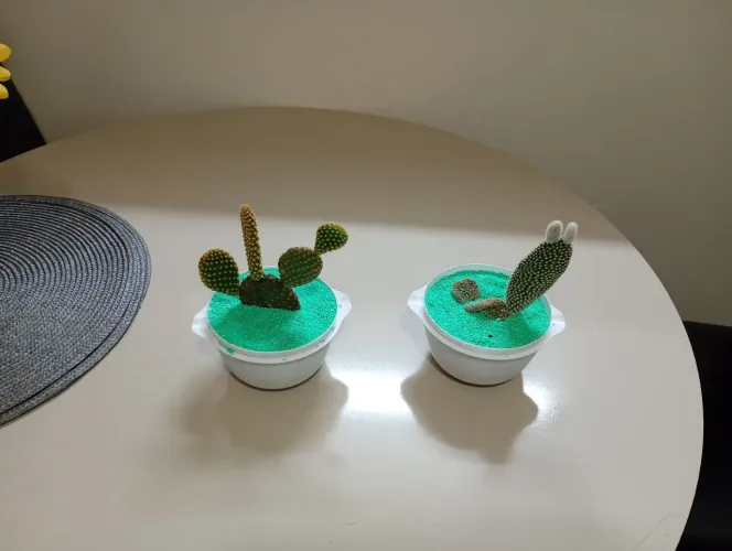 Mini cactos para palmeirense