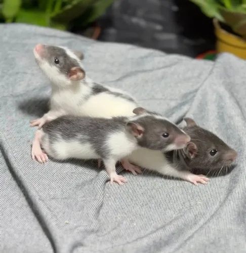 Ratos Twister - Machos 