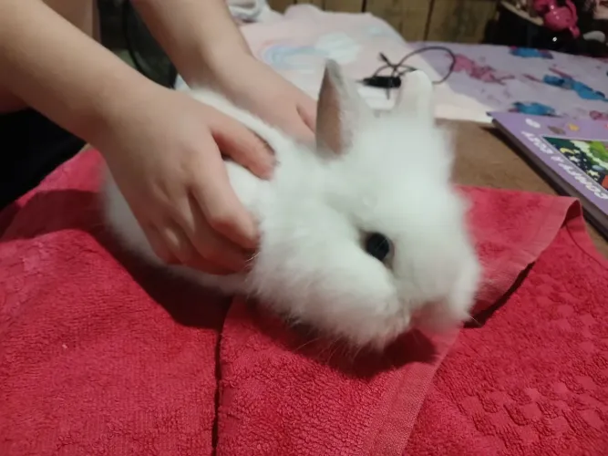 Mini coelha 200,00