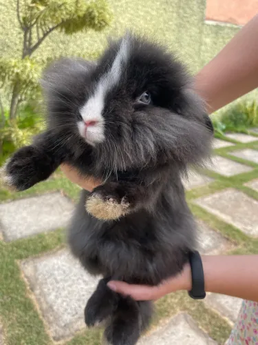 Coelho Lionhead