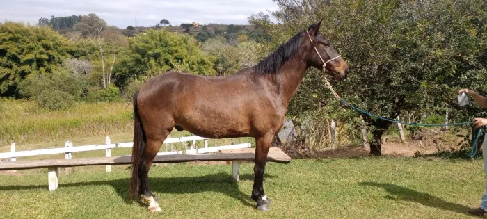 Cavalo de picada