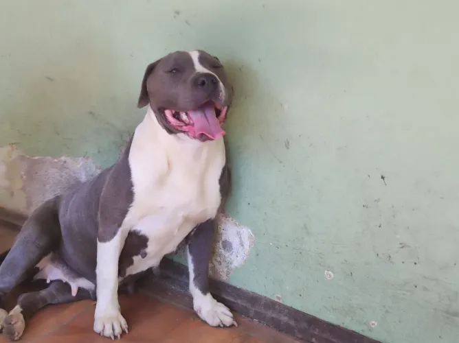 American Bully fêmea a venda