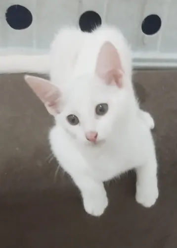 Gatinha filhote pra adoção responsável 