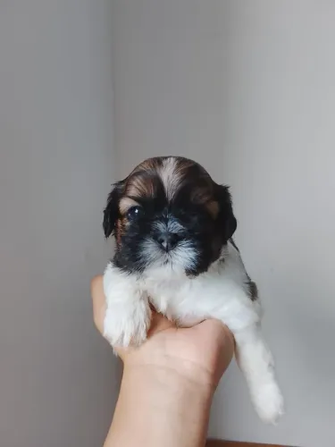 Cachorro Shih Tzu Macho