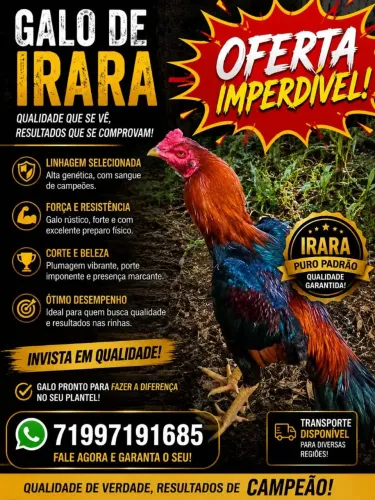 Vendo um galo