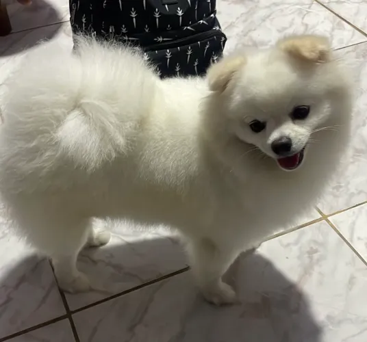 Spitz alemão Lulu da pomerania
