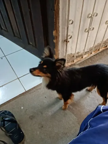 Pinscher casal n3