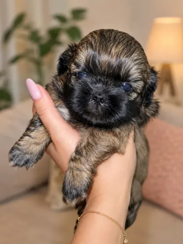 Shih tzu