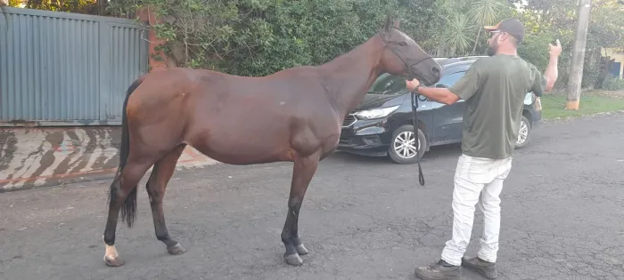 Égua mansa quarto de milha