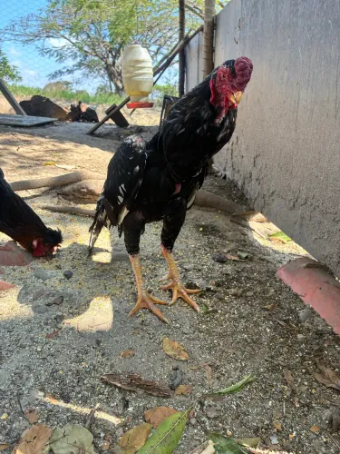 Galo Bico curto