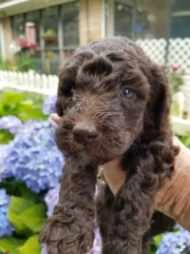 Poodle Chocolate
