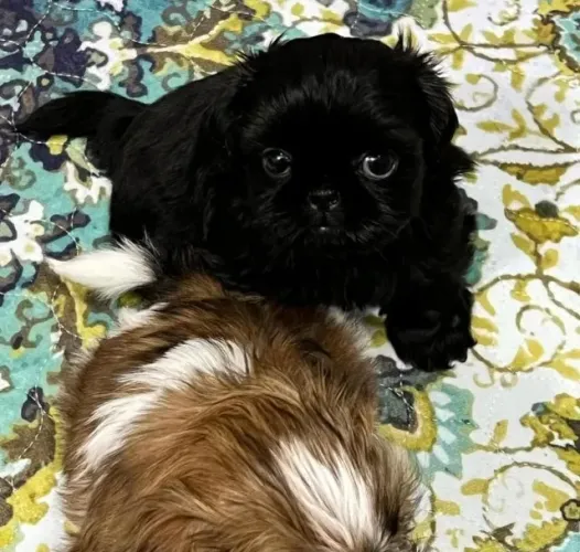 Filhotes de Shih Tzu | Um companheiro cheio de charme.