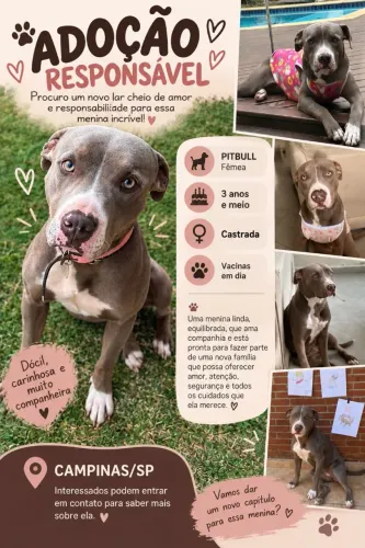 Doa-se Pit bull