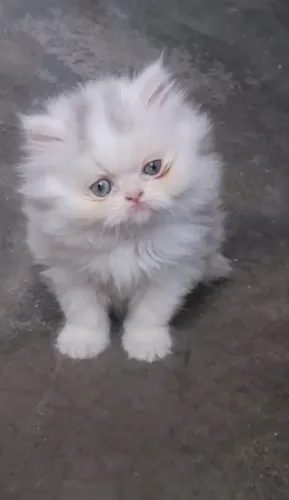 Linda filhote de persa padrão pet