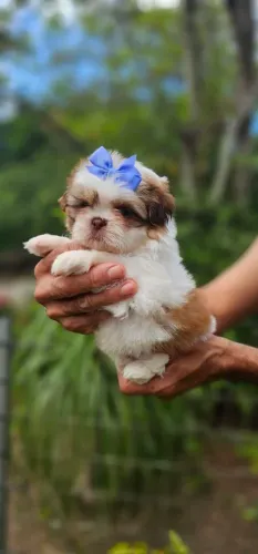 Shih-tzu Bicolor Fêmea - Perfeita Demais