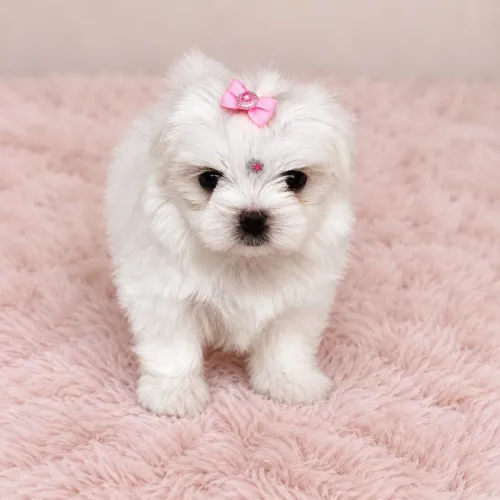 Maltês Femea - Reserve a sua Menina.