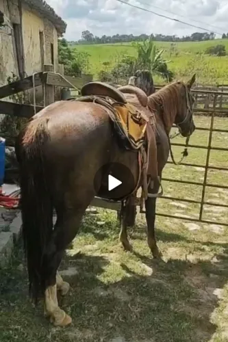Cavalo Quarto de Milha